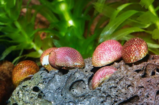 Nerite Pink Lady