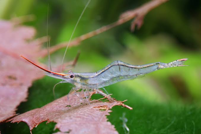 Pinocchio Gracilirostris