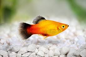 Mixed Platy