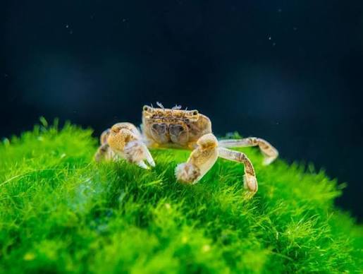 Pom Pom Crab