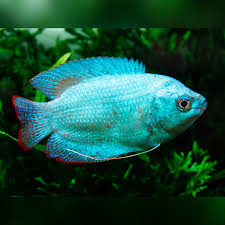 Dwarf Powder Blue Gourami