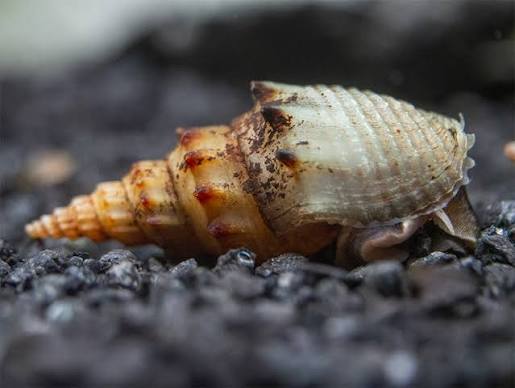 Prambanan Pagoda Snail
