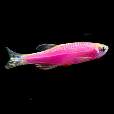 Purple Glow Danio