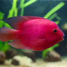 Purple Parrot Cichlid