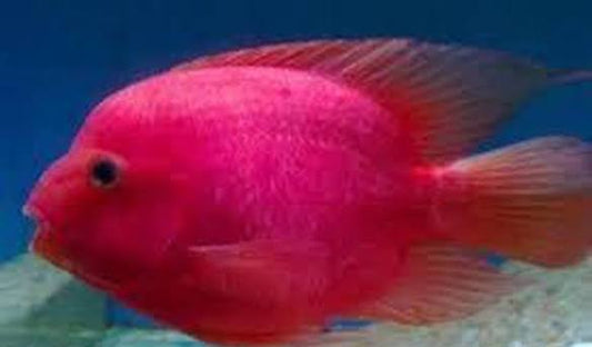 Purple Parrot Cichlid