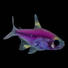 Purple Glow Pristella
