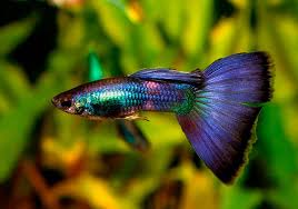 Purple Queen Guppy