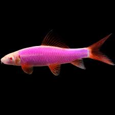 Purple Glow Shark