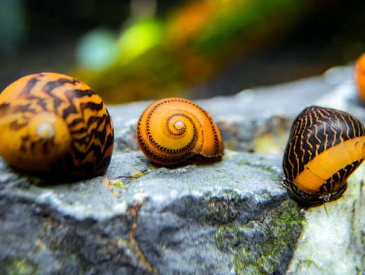 Nerite Racetrack