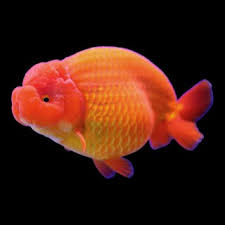 Mixed Ranchu Goldfish