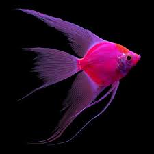 Red Glow Angelfish