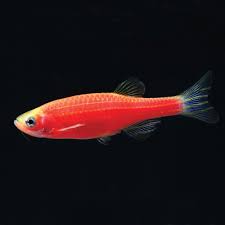 Red Glow Danio