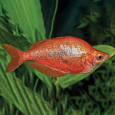 Red Dragon Rainbowfish