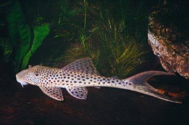 Thresher Pleco