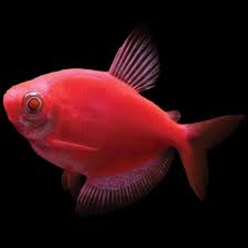 Red Glow Tetra