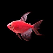 Red Longfin Glow Tetra