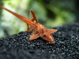 Red Lizard Whiptail Catfish