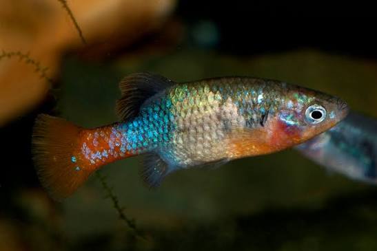 Goodied Redfin