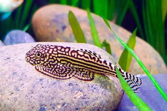 Loach Hillstream
