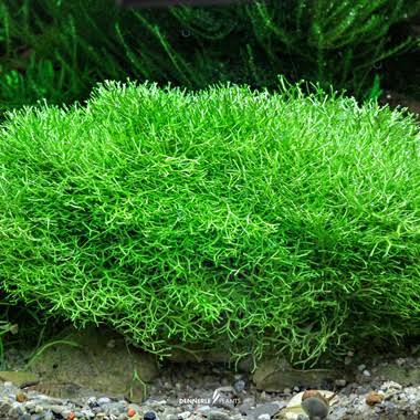 Riccia