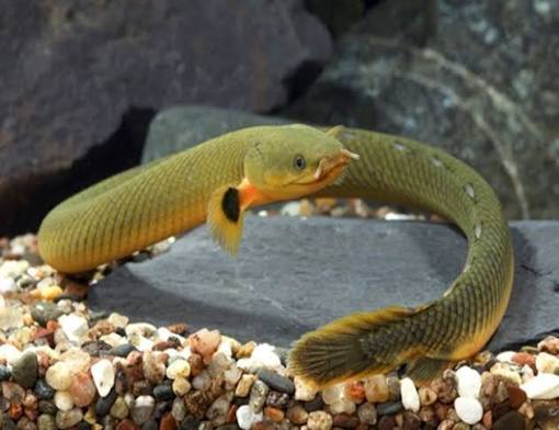 Rope Fish