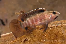 Rose Badis