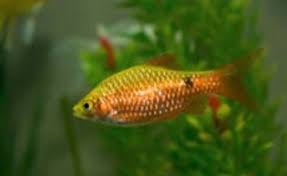 Rosy Neon Barb