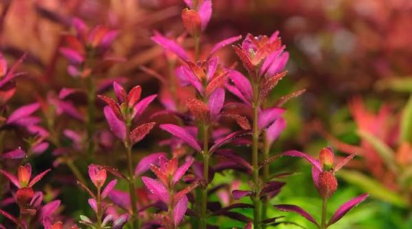 Rotala Florida