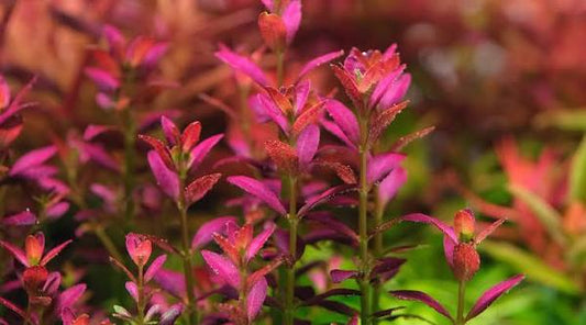 Rotala Florida