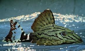 Broken Stripe Royal Pleco