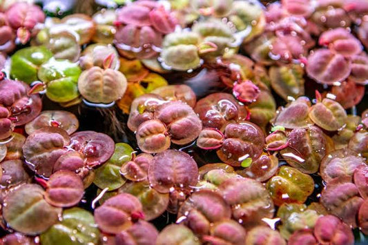 Red Root Floaters