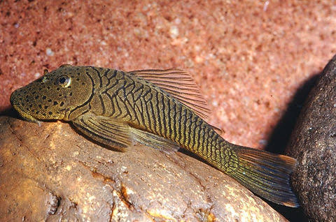Rubberlip Pleco