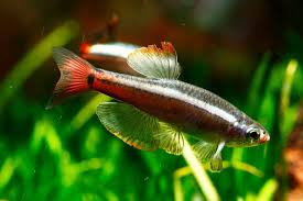 Ruby Cloud Danio