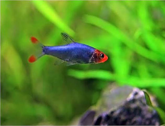 Rasbora Rummynose