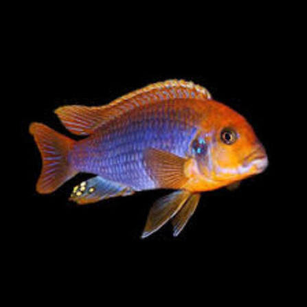 Rusty Cichlid