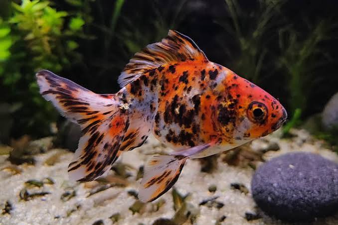 Ryukin Mixed