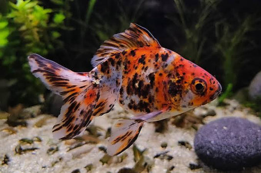 Ryukin Mixed