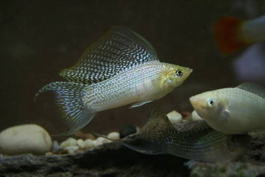 Molly Sailfin Assorted
