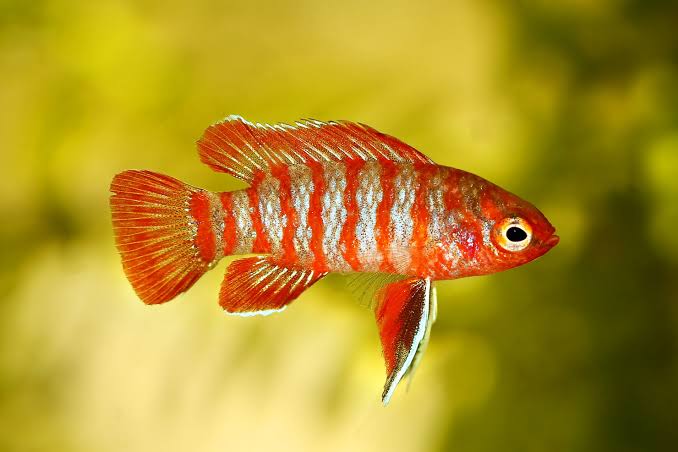 Scarlet Badis