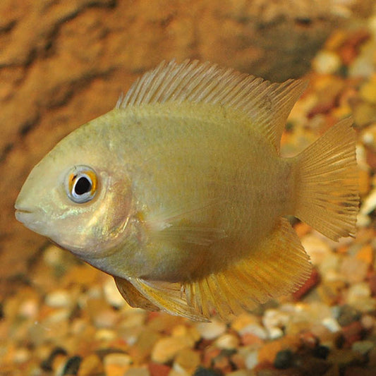 Gold Severum