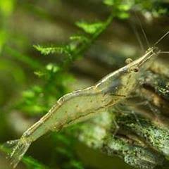 Short Nose Gracilirostris