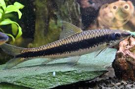 Siamese Algae Eater