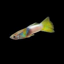 Guppy Silverado Bumblebee M