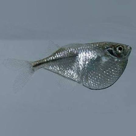 Hatchet Fish Silver