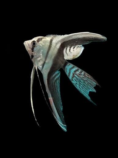 Angel Silver Veiltail