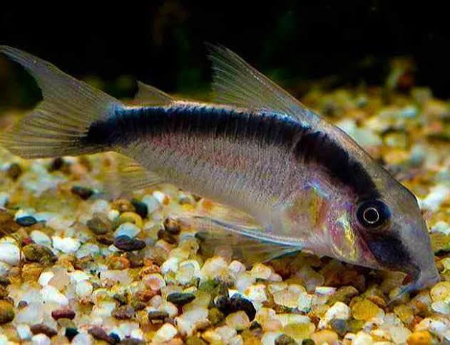 Cory Skunk