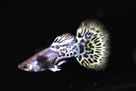 Snow Leopard Guppy