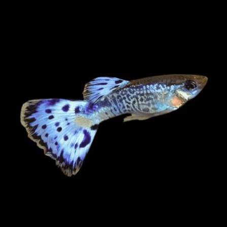 Guppy Snow Leopard M
