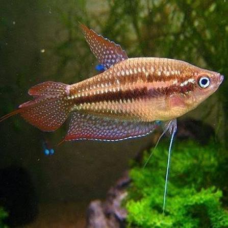 Sparkling Gourami