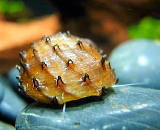Nerite Spikey